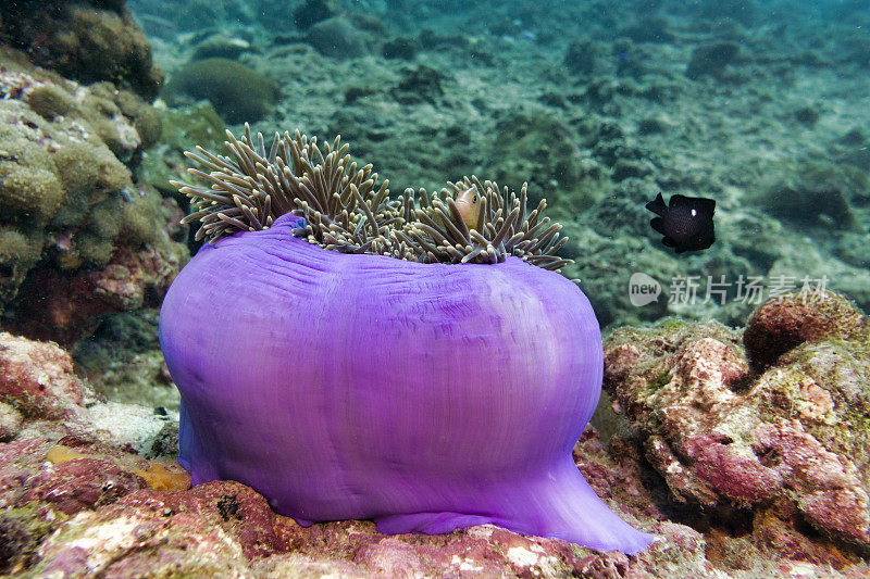 海底臭鼬海葵鱼(Amphiprion ephippium)华丽海葵珊瑚中的小丑鱼